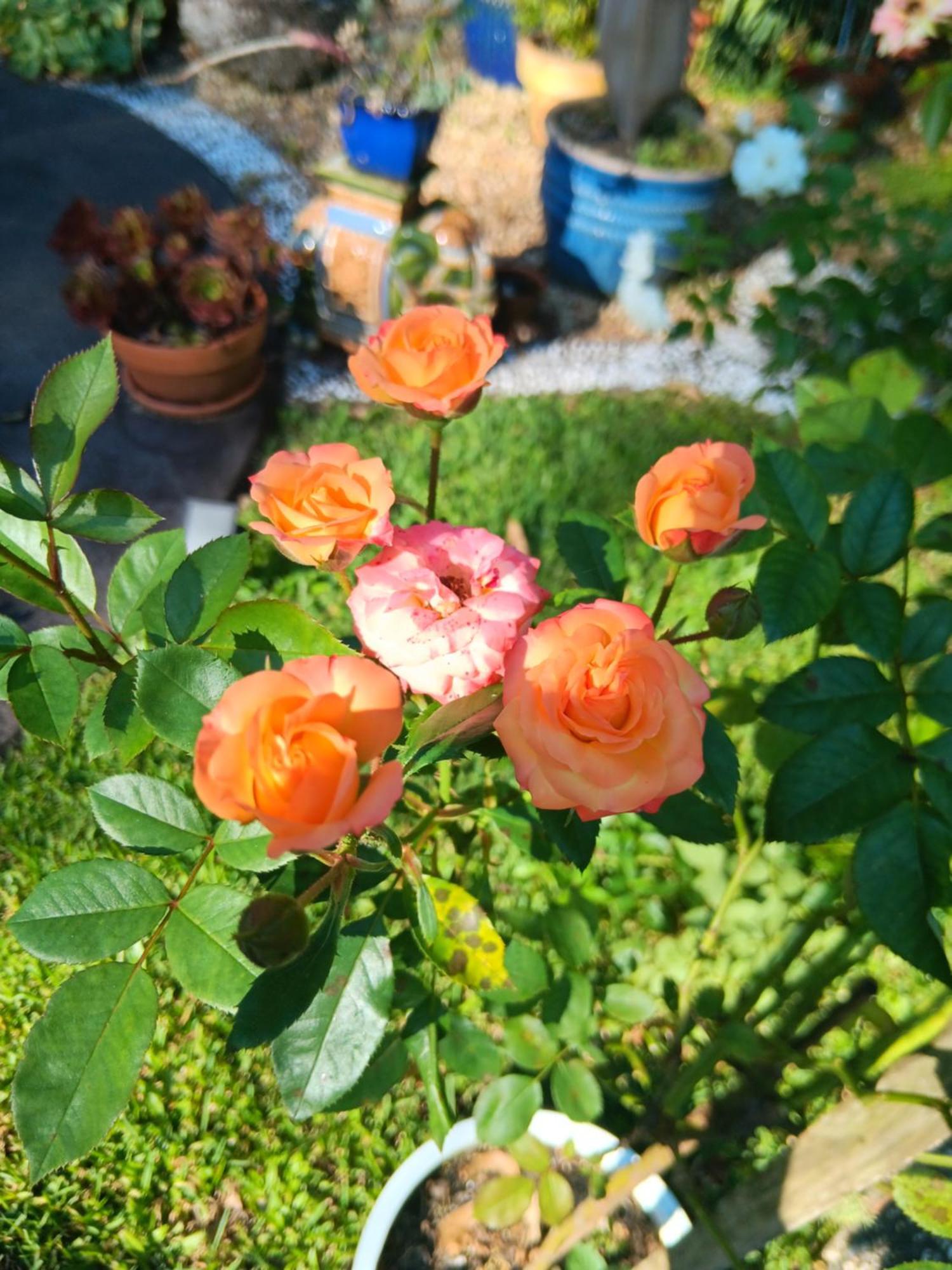Mapleton Peaceful Provence Bnb ภายนอก รูปภาพ
